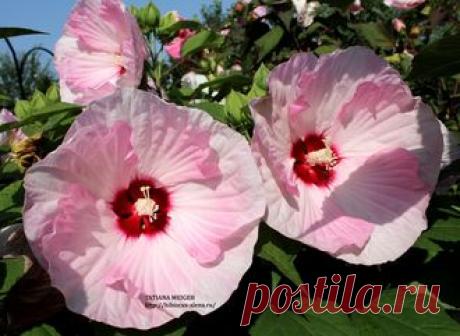 СЕМЕНА ТРАВЯНИСТЫХ ГИБИСКУСОВ - №9 - 7 шт