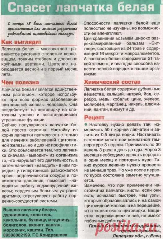 Лапчатка белая 50г, купить на Алтае