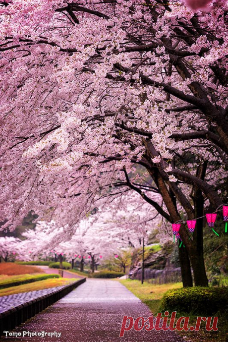 lifeisverybeautiful: Cherry Blossom, Nagasaki, JapanSakura… | Pinterest • Всемирный каталог идей
