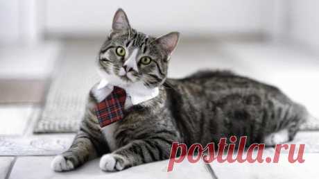 Забавное видео: говорящий кот просит открыть дверь чтобы разобраться с &quot;чужаком&quot;