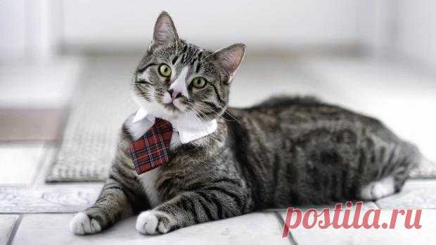 Забавное видео: говорящий кот просит открыть дверь чтобы разобраться с "чужаком"