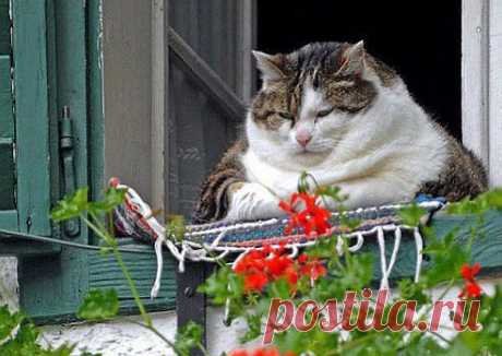 кот-пенсионер