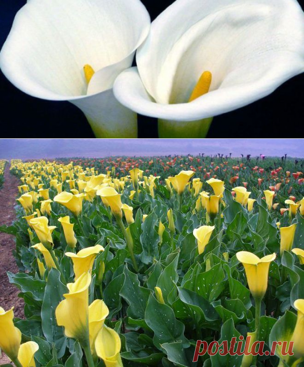 Калла - уход в домашних условиях, выращивание в горшке и в саду