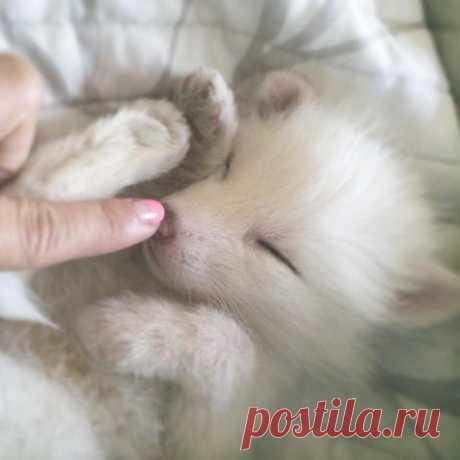 Рилай — белоснежный лисенок, который покорит ваше сердце! • НОВОСТИ В ФОТОГРАФИЯХ