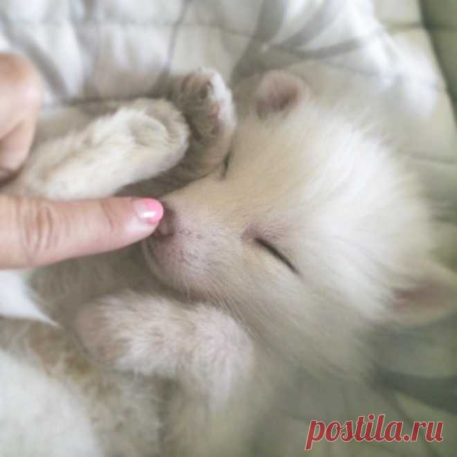 Рилай — белоснежный лисенок, который покорит ваше сердце! • НОВОСТИ В ФОТОГРАФИЯХ