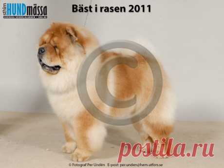 CHOW CHOW Namn:C.I.B, DK V-10, NORD UCH, SE V-10, SE V-11 DI KA TCHOU ZUNG TZUNG LE  Ägare:JOHANSSON LINDA, SÄTER Uppfödare:SÖHL DANIELA, TYSKLAND