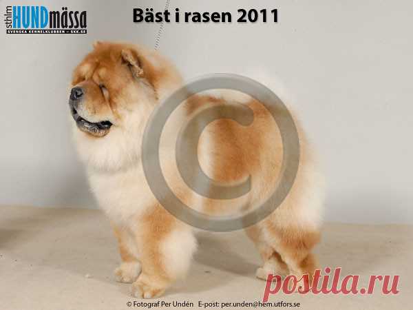 CHOW CHOW Namn:C.I.B, DK V-10, NORD UCH, SE V-10, SE V-11 DI KA TCHOU ZUNG TZUNG LE  Ägare:JOHANSSON LINDA, SÄTER Uppfödare:SÖHL DANIELA, TYSKLAND