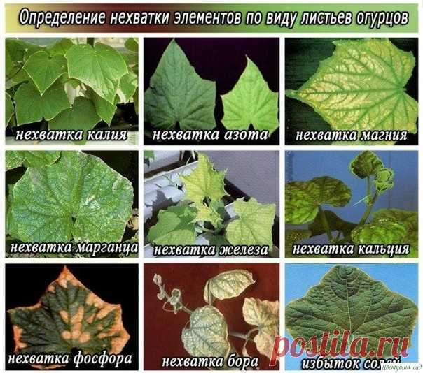Oгуpцы нa диeтe...