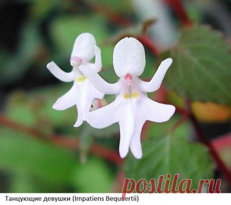 Цветы удивительной формы. | Хитрости Жизни