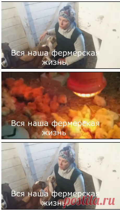 Фермерская переработка молочной и мясной продукции / воскование сыров &amp;#8212; Усадьба Белая Коза / farming trading