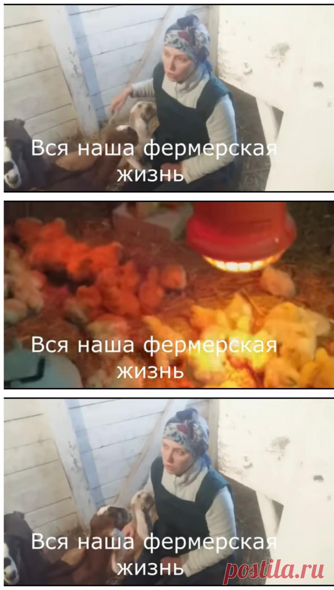 Фермерская переработка молочной и мясной продукции / воскование сыров &#8212; Усадьба Белая Коза / farming trading