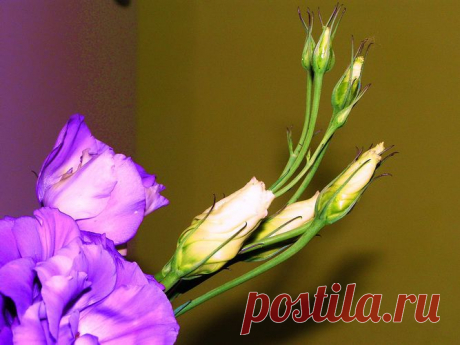 Молодость и зрелость...
Ирина Самарина-Лабиринт
Молодость и зрелость сели на скамейку
Молодость сказала: «Ты как я сумей-ка»
Зрелость отвечала: «Красота не вечна,
Научись делиться красотой сердечной»

Молодость, с насмешкой: «Что в тебе такого?
Дом, семья, работа… Скучные оковы…»
Зрелость улыбалась, будто младшей дочке:
«Без оков семейных люди – одиночки»
Молодость твердила: «Всё во мне прекрасно,
Молода, свободна, и красива, ясно?»
Зрелость отвечала: «Я тебя мудрее,