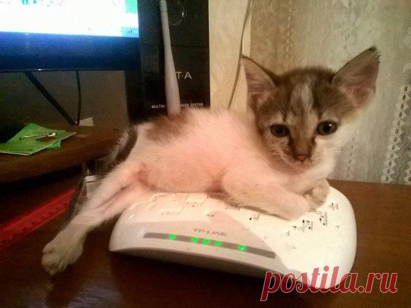 Наши коты - #1 | Кошка Чернуха и кот Беляшик | Яндекс Дзен