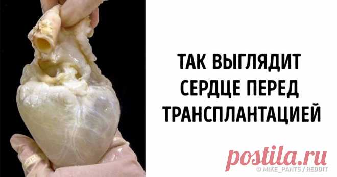 20+ удивительных вещей, о которых вы слышали, но которые вряд ли видели Вы когда-нибудь видели африканского трубкозуба? А цветную фотографию Плутона или «восход» Солнца из космоса? Посмотрев нашу фотоподборку, на все эти вопросы вы сможете ответить твердое «да».