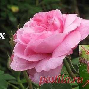 Йод и молоко прогнали тлю с моих роз