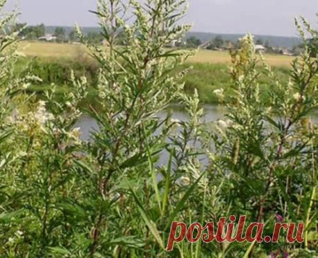 Народное применение полыни обыкновенной