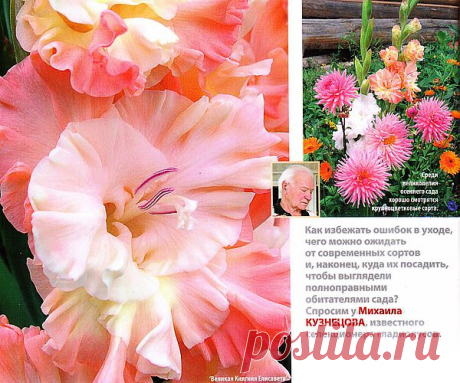 Гладиолусы, чтобы любоваться | Самоцветик