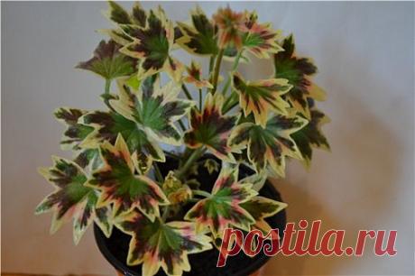 Фотографии пестролистных пеларгоний - Все о комнатных растениях на flowersweb.info