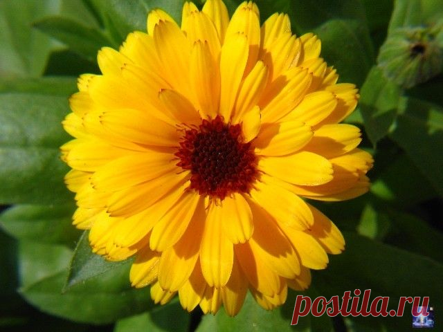 Календула: полезные и лечебные свойства. Применение календулы лекарственной в народной медицине.