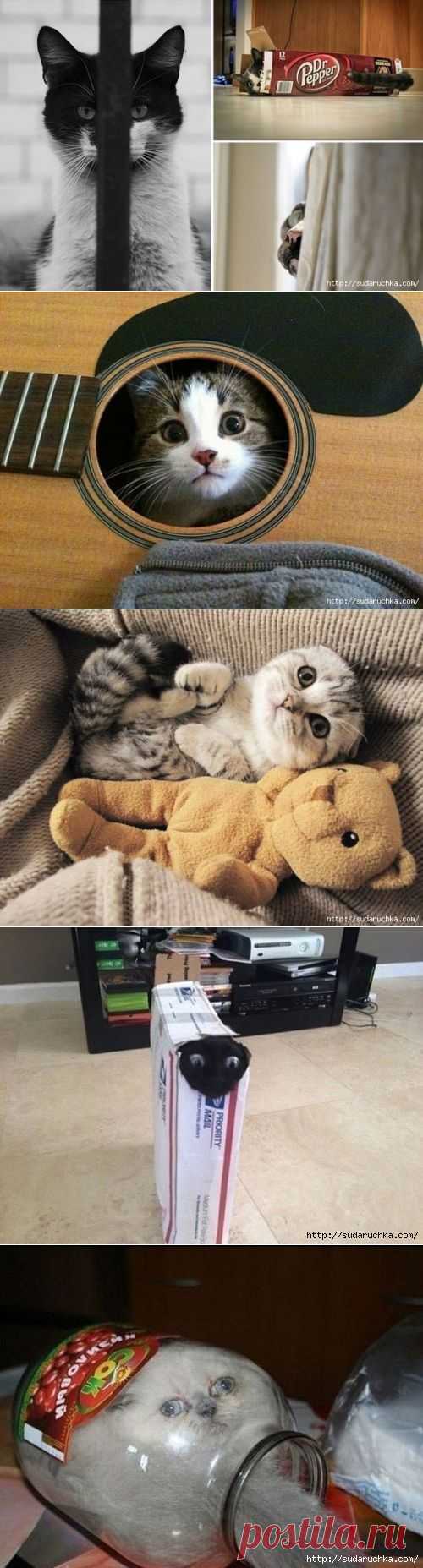 Кошки - прятки. Позитивные фотографии..