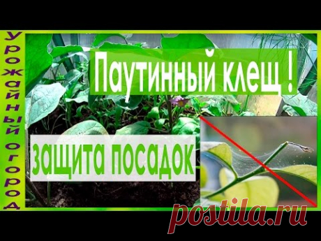 СУПЕР ПРОСТЫЕ СРЕДСТВА ОТ ПАУТИННОГО КЛЕЩА!!!!