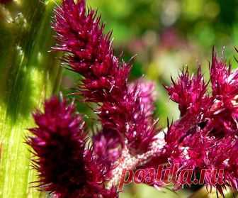 Щирица (амарант) – одна из первых сельскохозяйственных культур, выращиваемая человеком Очень интересная культура, в особенности, для малых хозяйств, которым необходима дифференциация на рынке и возможность выживать рядом с огромными холдингами, занимаясь тем, чем холдинги заниматься не станут.