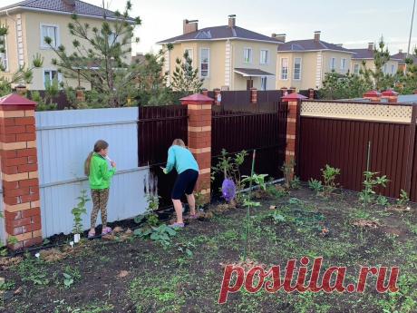 Красим забор с внутренней стороны.Показываю как можно своими руками навести красоту во дворе . Получилось шикарно . | Мысля от Эдгара / Строительство | Яндекс Дзен