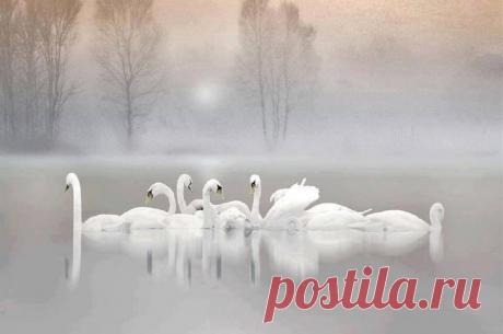 Схема вышивки «№1608765» - Вышивка крестом