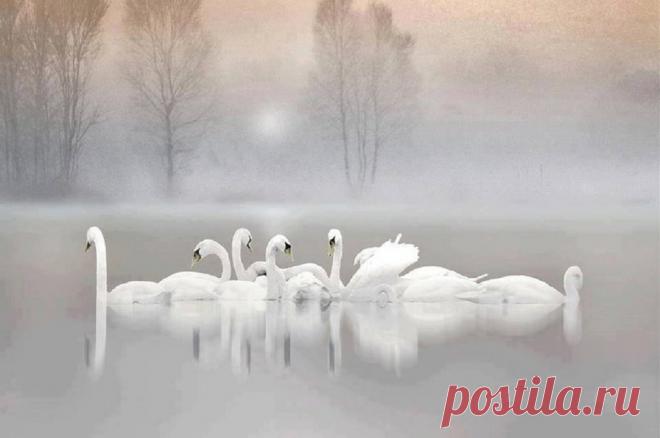 Схема вышивки «№1608765» - Вышивка крестом