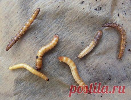 Проволочник — беспощадный вредитель картофеля - Ботаничка.ru