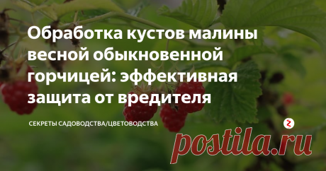 Обработка кустов малины весной обыкновенной горчицей: эффективная защита от вредителя Просто, недорого и эффективно. Уберегите свою малину от опасного вредителя в 2 опрыскивания!