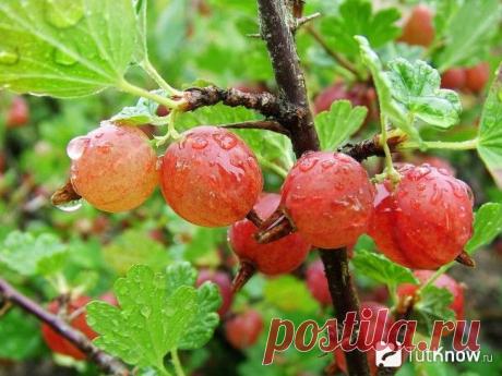 Выращивание крыжовника и уход за ним на даче. Видео