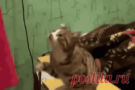 Как правильно нужно гладить