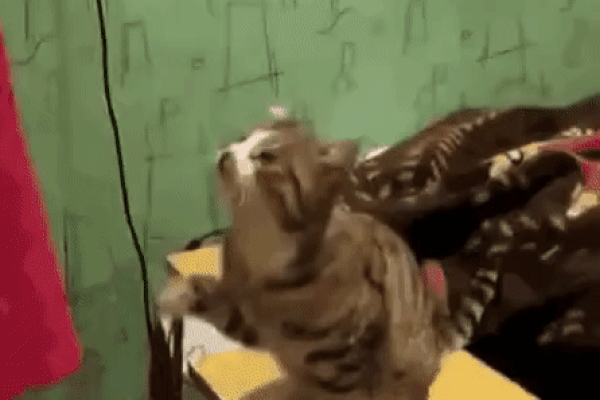 Как правильно нужно гладить