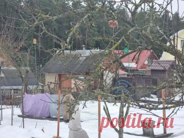 Что полить кипятком весной на даче, чтобы пробудить растения и убить вредителей. Чаще всего кипятком обрабатывают смородину и крыжовник.