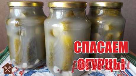 Спасаем огурцы! Что делать, если помутнели огурцы - Простые рецепты Овкусе.ру
