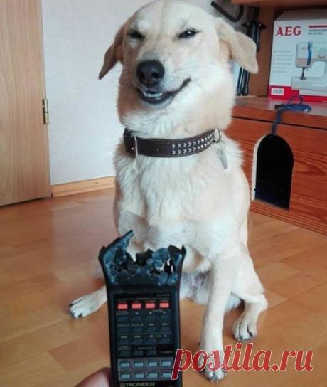 25 домашних животных, которые явно не скучали одни дома