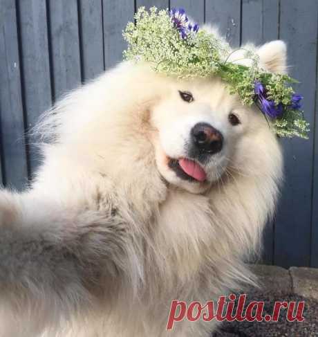 32 фотографий самоедов, которые поднимут вам настроение