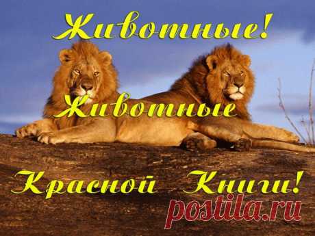 Животные! Животные Красной Книги! -- YouTube