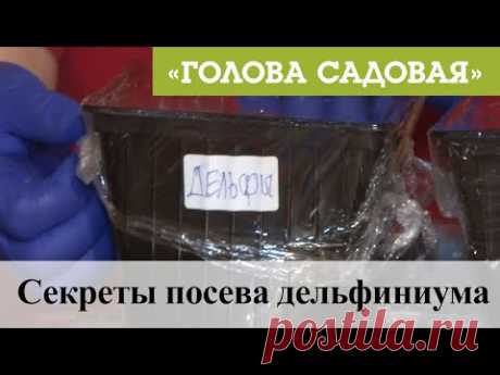 Голова садовая - Секреты посева дельфиниума