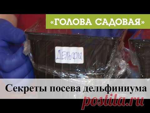 Голова садовая - Секреты посева дельфиниума
