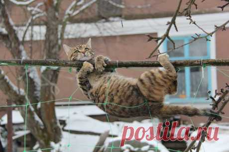 Без кота и жизнь не та