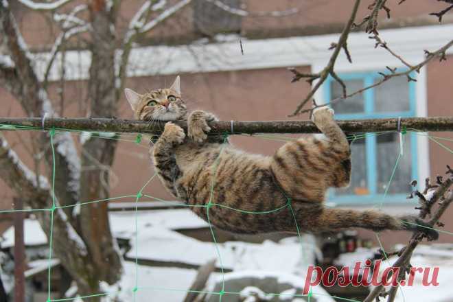 Без кота и жизнь не та
