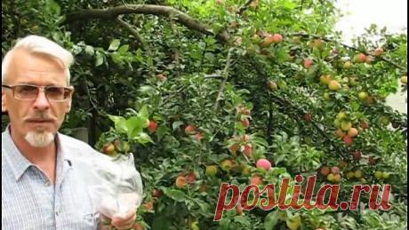 Как размножать плодовые деревья