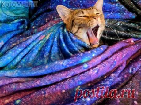 Да, вообще-то, котики - центр Вселенной!