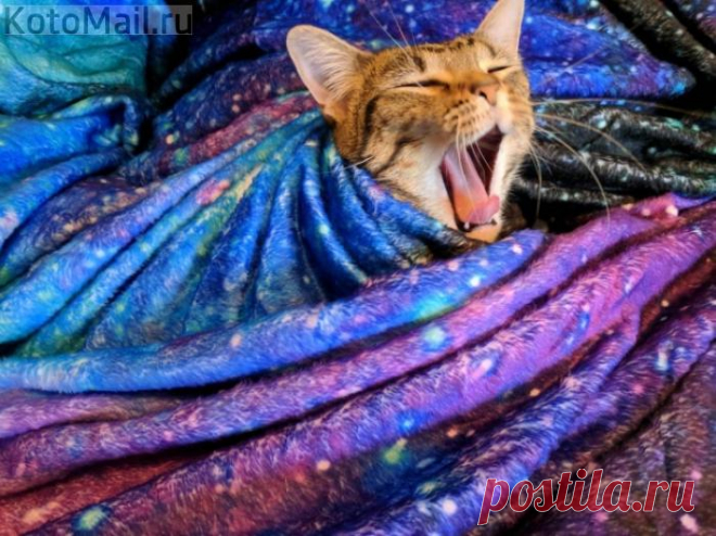 Да, вообще-то, котики - центр Вселенной