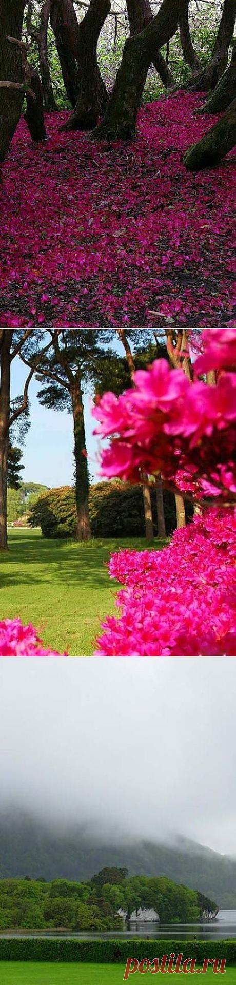 Замок и сады Макросс. Сады Макросс (Muckross Gardens) расположены в центре Национального парка Килларней графства Керри в Ирландии. Замок 19 века и викторианские Сады - привлекательное место для туристов. Весной и в начале лета в садах цветут красными и розовыми цветами рододендроны.