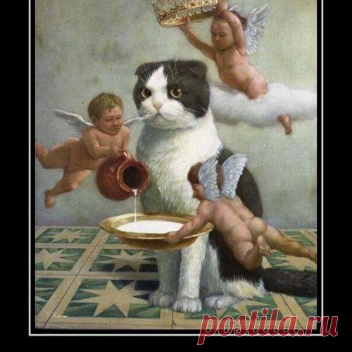 Котэ универсален