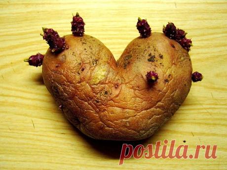 Картофель: делим клубень правильно | Дачный участок