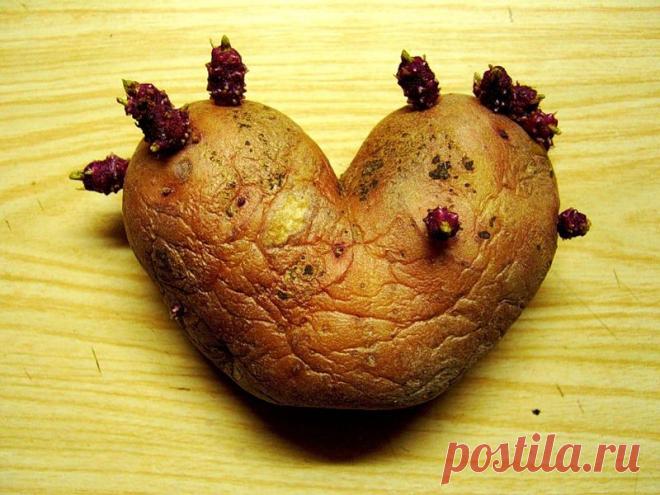 Картофель: делим клубень правильно | Дачный участок